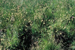 Prairie humide et grasse, sous-type du pâturage à joncs, présence de jonc épars | © Agroscope