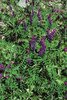 Vesce craque - Vicia cracca |  © Agroscope