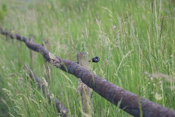 © Bernard Nicole VD_landwirtschaft.ch