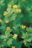 Trèfle douteux - Trifolium dubium. Inflorescences lâches | © Agroscope