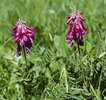 Sulla alpina - Hedysarum hedysaroides | © e-pics A. Krebs