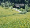 Wiesen-Löwenzahn - Taraxacum officinale | © e-pics A.Krebs