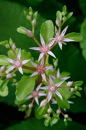 Borracina stolonifera - Sedum stoloniferum | © info flora, A. Gygax