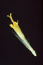 Röhrenblüte. Beispiel: Alpenkreuzkraut - Senecio alpinus | © e-pics M.Baltisberger