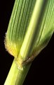 Festuca arundinacea - Festuca arundinacea. Orecchiette pelose | © e-pics R.Gerbert