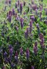 Veccia montanina - Vicia cracca |  © e-pics A.Krebs