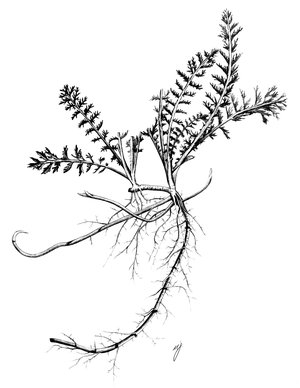 Achillée millefeuille - Achillea millefolium. Longs stolons | © ADCF
