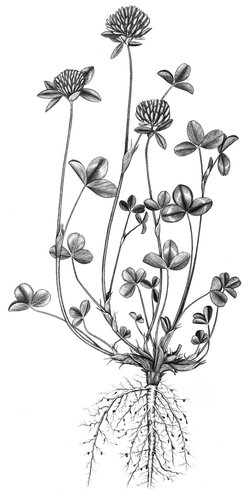 Trèfle violet - Trifolium pratense | © ADCF