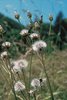 Crépide bisannuelle - Crepis biennis. Inflorescence avec des aigrettes à soies blanches | © Agroscope