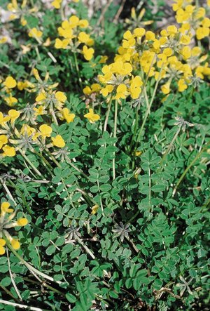 Hufeisenklee - Hippocrepis comosa | © Agroscope