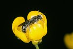 Scharfer Hahnenfuss - Ranunculus acris. Mit Scherenbiene - Chelostoma florisomne | © e-pics A.Krebs