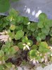 Borracina stolonifera - Sedum stoloniferum | © info flora, B. Marazzi