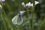 Wiesen-Schaumkraut - Cardamine pratensis. Mit Raps-Weissling - Pieris napi | © e-pics A.Krebs