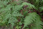 Adlerfarn - Pteridium aquilinum (links) vs.  Echter Wurmfarn - Dryopteris filix-mas (rechts) | © AGFF-HS