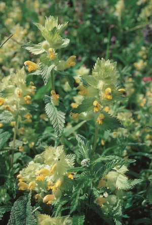 Zottiger Klappertopf - Rhinanthus alectorolophus | © Agroscope