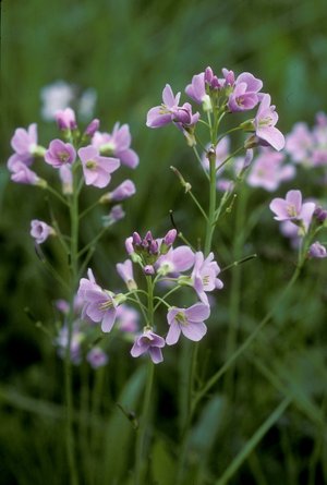 Wiesen-Schaumkraut - Cardamine pratensis | © e-pics A.Krebs