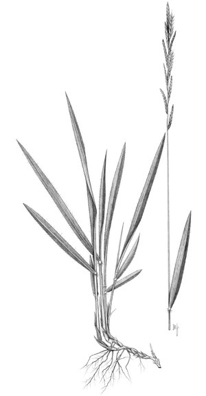 Paleo comune - Brachypodium pinnatum | © APF