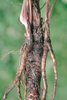 Cerfoglio comune - Anthriscus sylvestris. Radice fittonante affiancata da plantule sviluppatesi da gemme poste appena sotto la superficie del suolo (piante figlie) | © Agroscope