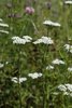 Schafgarbe - Achillea millefolium | © e-pics A.Krebs