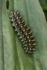 Spitzwegerich - Plantago lanceolata. Raupe Scheckenfalter - Melitaea athalia | © e-pics A.Krebs