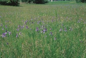 Terreno da strame (prato a gramigna liscia) caratterizzato dalla presenza di giaggiolo siberiano (Iris sibirica) | © Agroscope