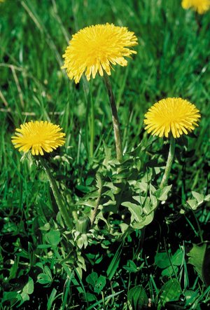 Wiesen-Löwenzahn - Taraxacum officinale | © Agroscope