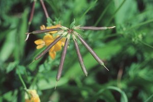 Lotier corniculé - Lotus corniculatus. Gousses | © Agroscope