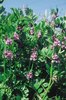 Vesce des haies - Vicia sepium | © Agroscope