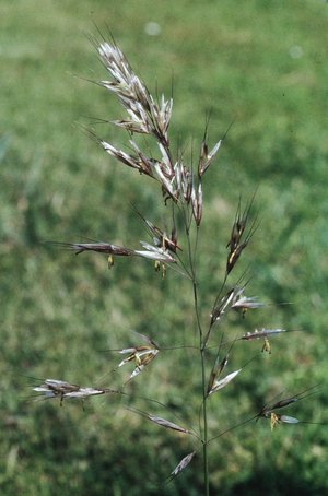Avoine pubescente - Helictotrichon pubescens | © e-pics M.Baltisberger