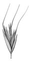 Avoine jaunâtre - Trisetum flavescens | © ADCF
