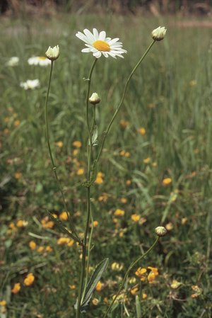 Marguerite - Leucanthemum vulgare | © Agroscope