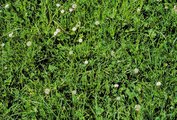 Prairie de pâture à crételle, présence de ray-grass anglais, moyenne altitude | © Agroscope