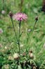 Wiesen-Flockenblume - Centaurea jacea | © Agroscope