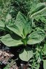 Gentiane jaune - Gentiana lutea. Rosette de feuilles | © Agroscope