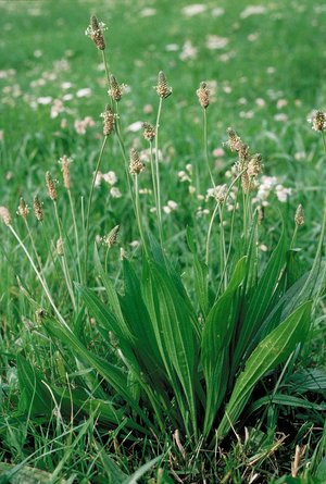 Piantaggine lanceolata - Plantago lanceolata. Aspetto tipico assunto nei prati da sfalcio | © Agroscope