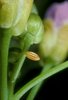 Wiesen-Schaumkraut - Cardamine pratensis. Mit Ei des Aurorafalters - Anthocharis cardamines | © e-pics A.Krebs