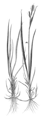 Laîche brune - Carex nigra | © ADCF