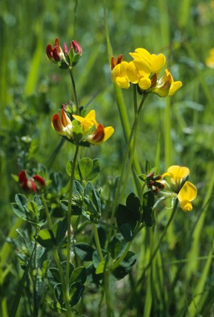 Schotenklee / Hornklee - Lotus corniculatus | © e-pics A.Krebs