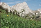 Poa alpina - Poa alpina, con in evidenza la forma vivipara | © Agroscope