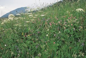 Goldhafer-Wiese, eher stark gedüngt, relativ artenreich | © Agroscope