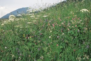 Prairie à avoine jaunâtre, plutôt bien fertilisée, relativement riche en espèces | © Agroscope
