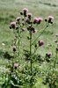 Cardo campestre - Cirsium arvense | © e-pics A. Krebs
