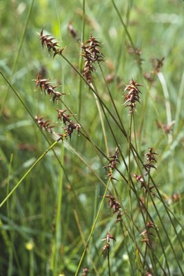 Carice di Davall - Carex davalliana | © e-pics A. Krebs