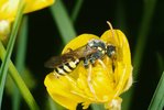 Kriechender Hahnenfuss - Ranunculus repens. Mit Wespenbiene - Nomada sp. | © e-pics A.Krebs