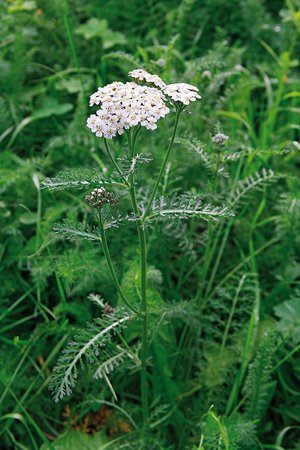 Schafgarbe - Achillea millefolium | © Agroscope