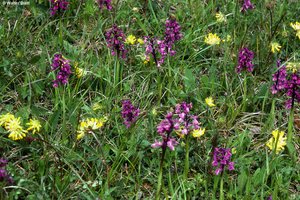 Trespen-Wiese, im Frühling, mit Kleinem Knabenkraut | © W.Dietl