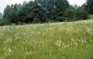 Prairie de litière, sous-type pelouse à laiche de Davall | © Agroscope