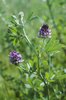 Luzerne - Medicago sativa | © e-pics A.Krebs