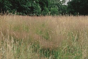 Rotschwingel-Straussgras-Wiese, gräserreich | © Agroscope