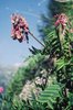 Sainfoin des Alpes - Hedysarum hedysaroides. Fruit avec des segments en forme de disque | © Agroscope